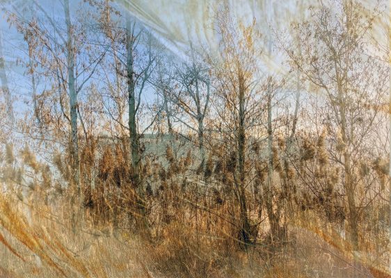 digital collage of drawing and photographs taken on 6th February 2023, on the place once known as Westings Meadow. One of an on-going series about local history, landscape & place