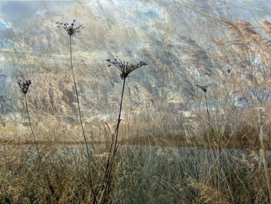 a collage of digital photographs of reeds, sky and water. There are seed-heads of wild carrots and the sky has white light grey clouds. The image gives the impression of a windy day, with silky blue, grey and soft brown colours. There are hints of blue sky behind the clouds