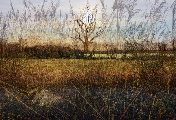 A collage of photographs taken in winter. They're layered up, with an oak tree in the centre distance. There are bushes and reeds and water. The colours are soft gold and browns.