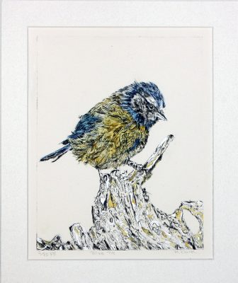 Blue Tit etching on a log, etching of blue tit ,dry point etching bird on log, colourful etching of blue tit on log