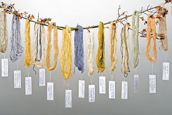 Photograph of skeins of different coloured wool hanging from a branch. Each skein has a label hanging from it with handwritten notes saying what plant was used to colour the wool. The background is pale grey.