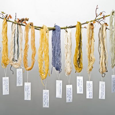 Photograph of skeins of different coloured wool hanging from a branch. Each skein has a label hanging from it with handwritten notes saying what plant was used to colour the wool. The background is pale grey.