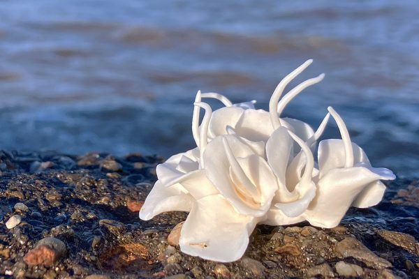 Photograph of a beach with a calm sea behind. In the front righthand corner of the photograph is a small white porcelain sculpture that looks a bit like a sea anemone or an open rose with tendrils. It has tendrilas and petals.