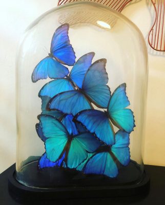 Blue morpho butterflies in large dome jar