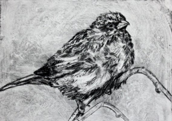 sparrow on a twig