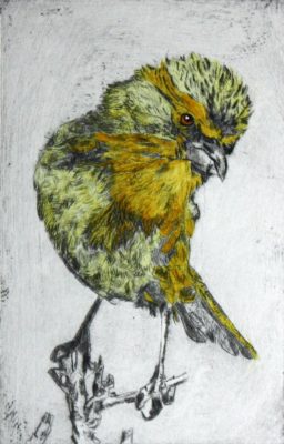 yellow canary bird on twig